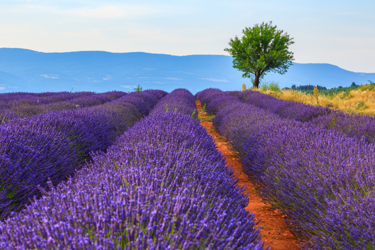 Ophorus Tours - Valensole's Lavender Fields Tour : A Visual Journey in Provence