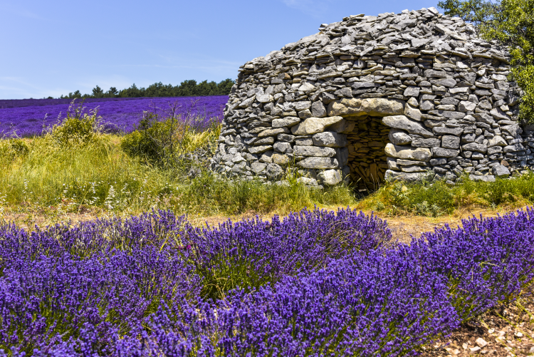 Ophorus Tours - Valensole's Lavender Fields Tour : A Visual Journey in Provence