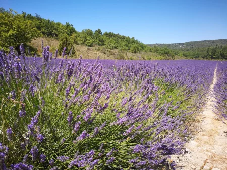 Valensole's Lavender Fields Tour : A Visual Journey in Provence