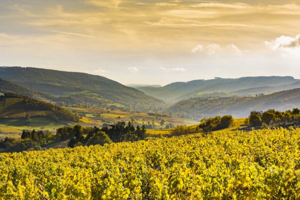 Ophorus Tours - 4-Day Private Burgundy Wine Tours Package - Beaune - 3* Hotel