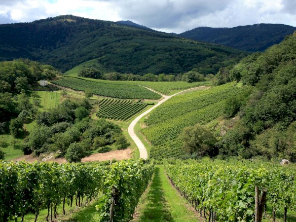 Ophorus Tours - Medieval Charm & Mountain Views: Private Tour to Obernai & Mont Saint Odile