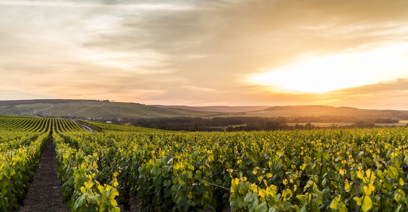 Ophorus Tours - Private Full-Day Reims Adventure: Champagne & City 