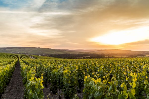 Ophorus Tours - Private Full-Day Reims Adventure: Champagne & City 