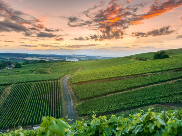 Ophorus Tours - Private Full-Day Reims Adventure: Champagne & City