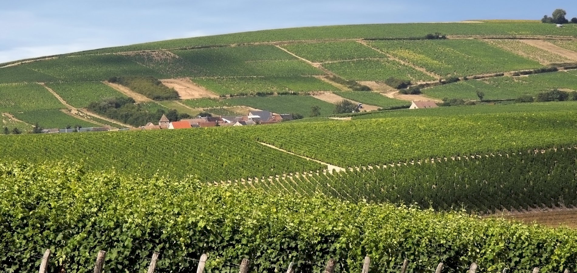 Ophorus Tours - Private Loire Valley Wine Tour: Chinon & Bourgueil Vineyards & Tastings