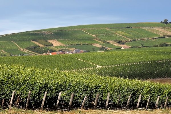 Ophorus Tours - Private Loire Valley Wine Tour: Chinon & Bourgueil Vineyards & Tastings