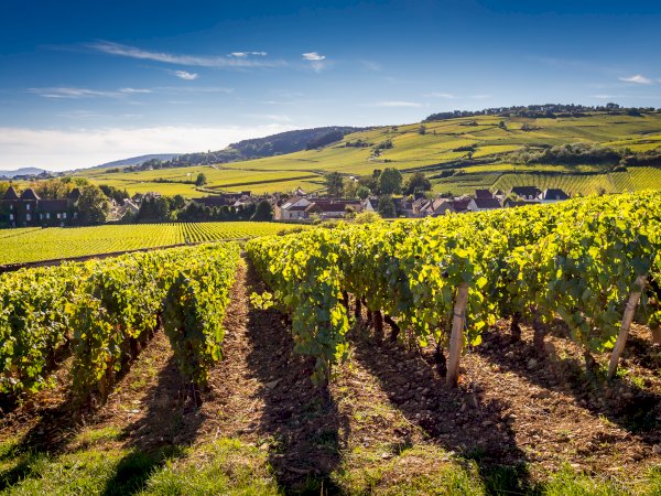Ophorus Tours - Explore Côte de Beaune Vineyards: Private Half-Day Tour from Beaune