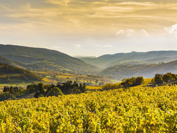 Ophorus Tours - Explore Côte de Beaune Vineyards: Private Half-Day Tour from Beaune