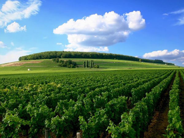 Ophorus Tours - Beaune to Côte de Nuits: Private Half-Day Wine Tour