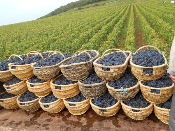 Ophorus Tours - Beaune to Côte de Nuits: Private Half-Day Wine Tour