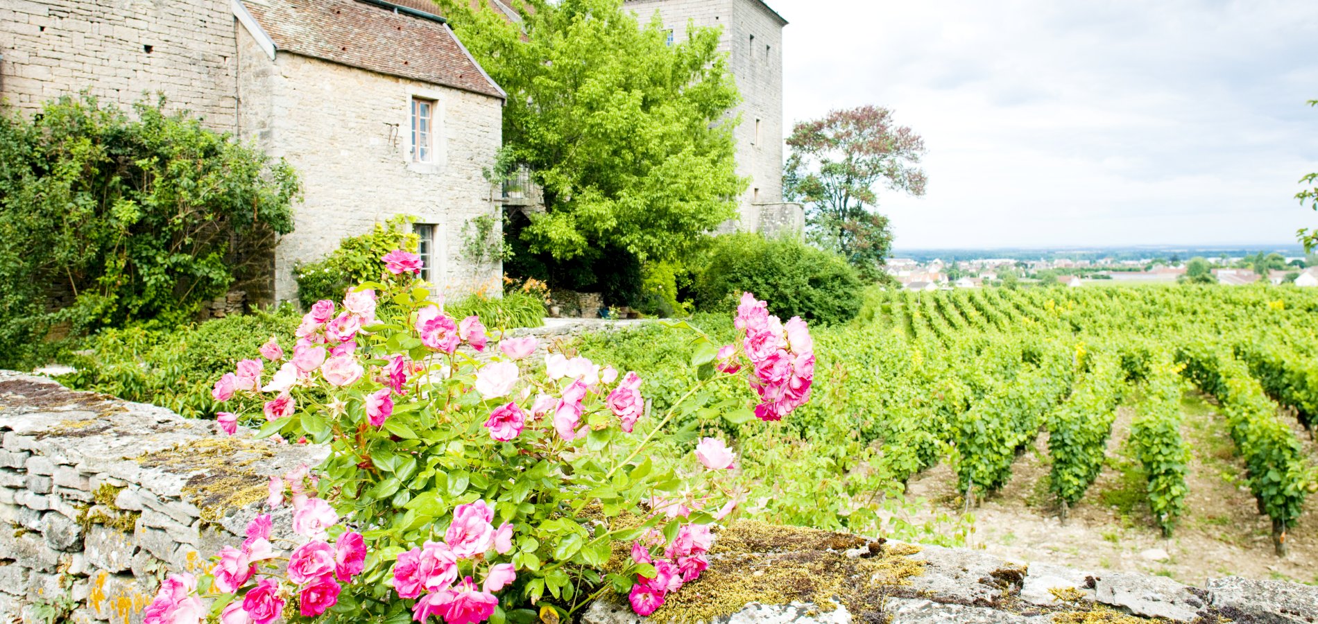 Ophorus Tours - Luxury Burgundy Escape: Private Food & Wine Tour from Beaune