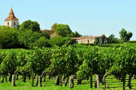 Discover Côte de Beaune: Private Half-Day Wine Tour from Dijon