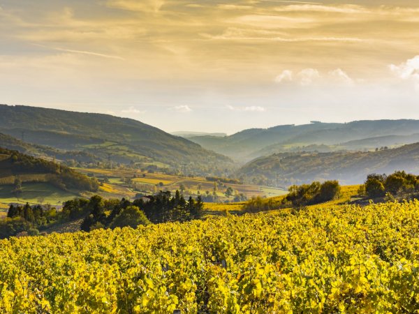 Ophorus Tours - Discover Côte de Beaune: Private Half-Day Wine Tour from Dijon