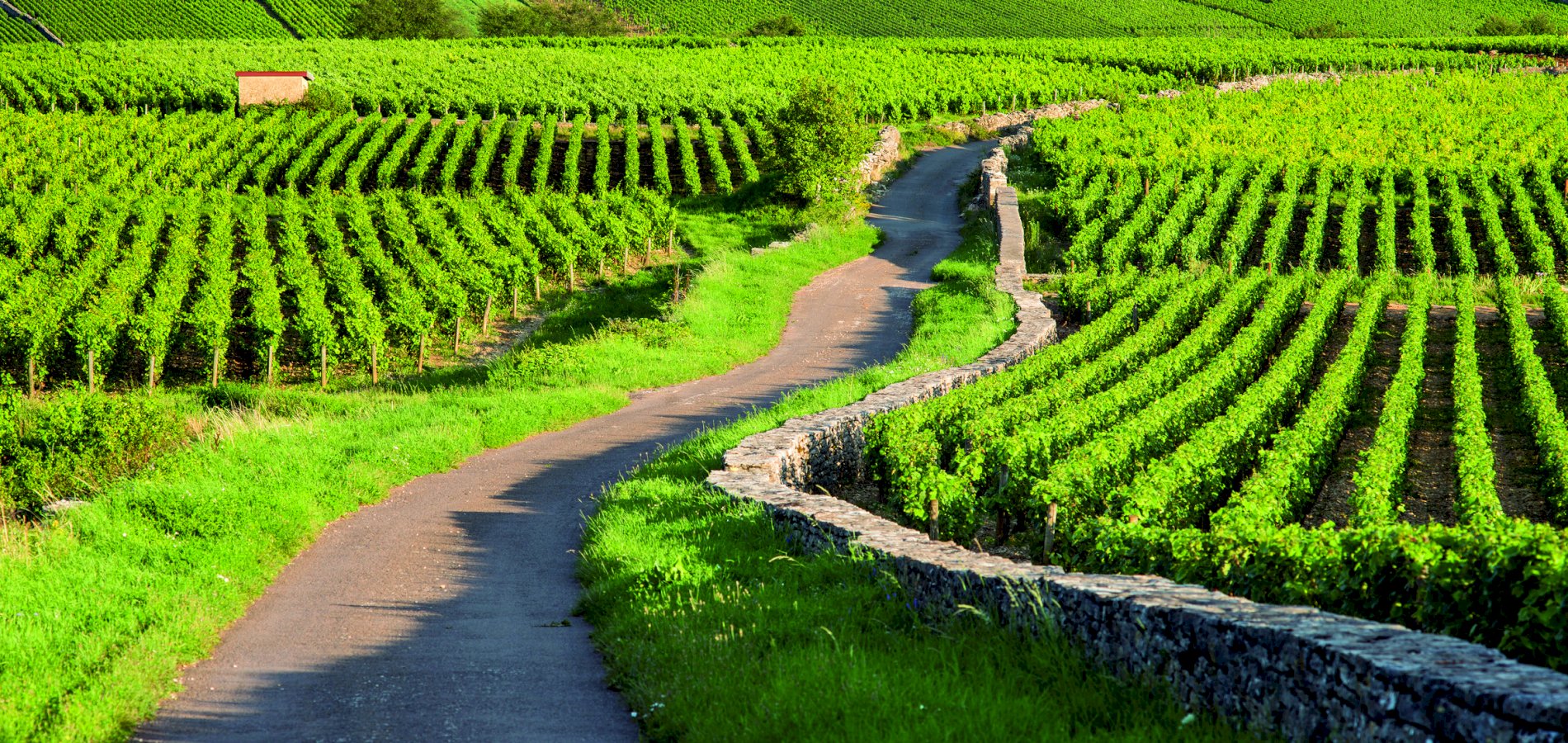 Ophorus Tours - Discover Côte de Beaune: Private Half-Day Wine Tour from Dijon