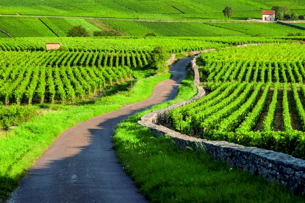 Ophorus Tours - Discover Côte de Beaune: Private Half-Day Wine Tour from Dijon