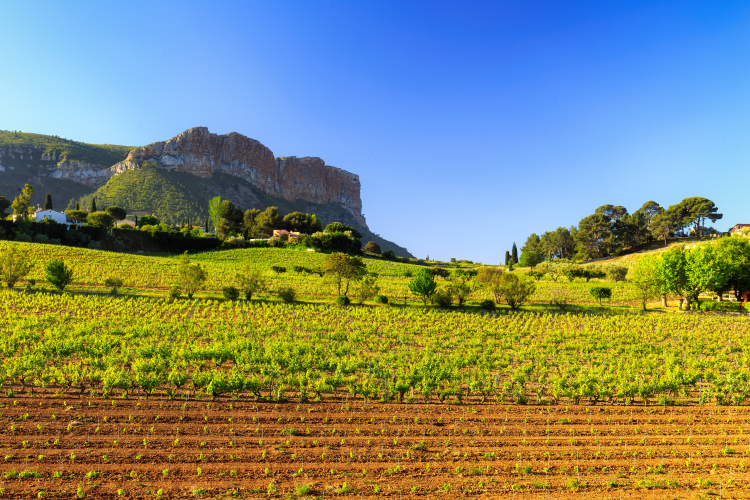 Ophorus Tours - Cassis Village Tour, Calanques Boat Ride & Provence Wines from Aix