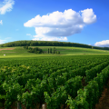 Côte de Beaune morning tasting