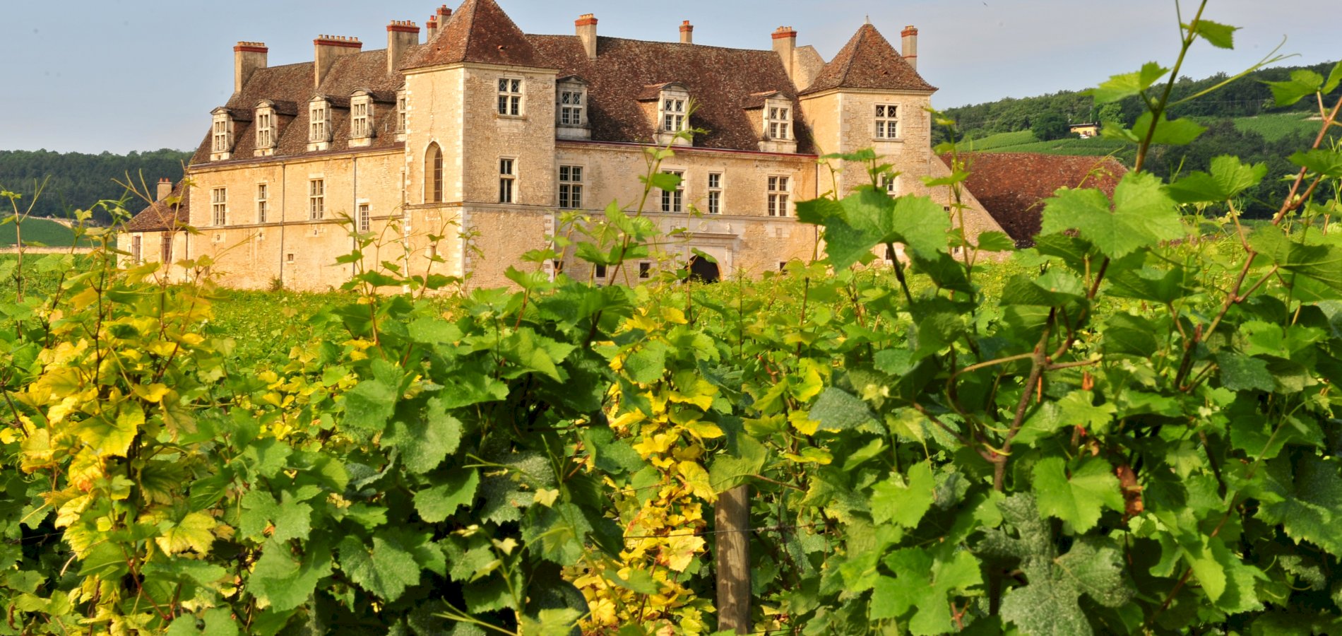 Ophorus Tours - Côte de Nuits & Côte de Beaune: Private Burgundy Wine Tour from Dijon