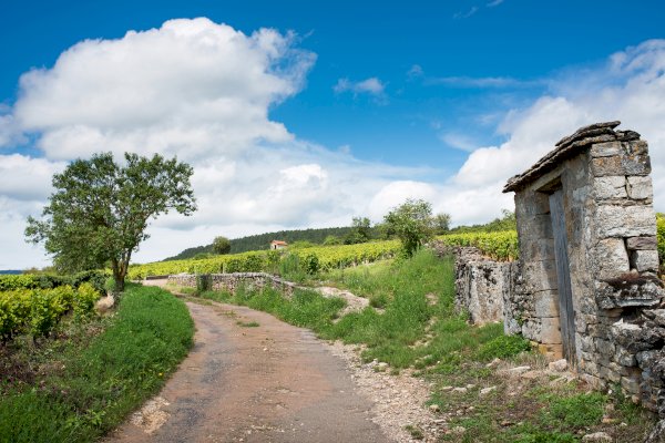 Ophorus Tours - Luxuriate in Burgundy's Gems: Private Grands Crus Wine Tour