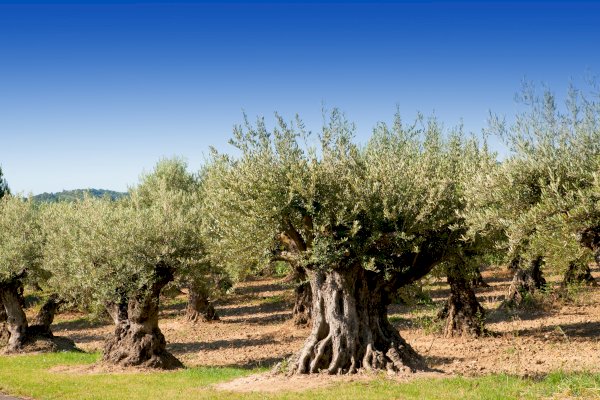 Ophorus Tours - 5-Day Private Provence Package - 5* Hotel