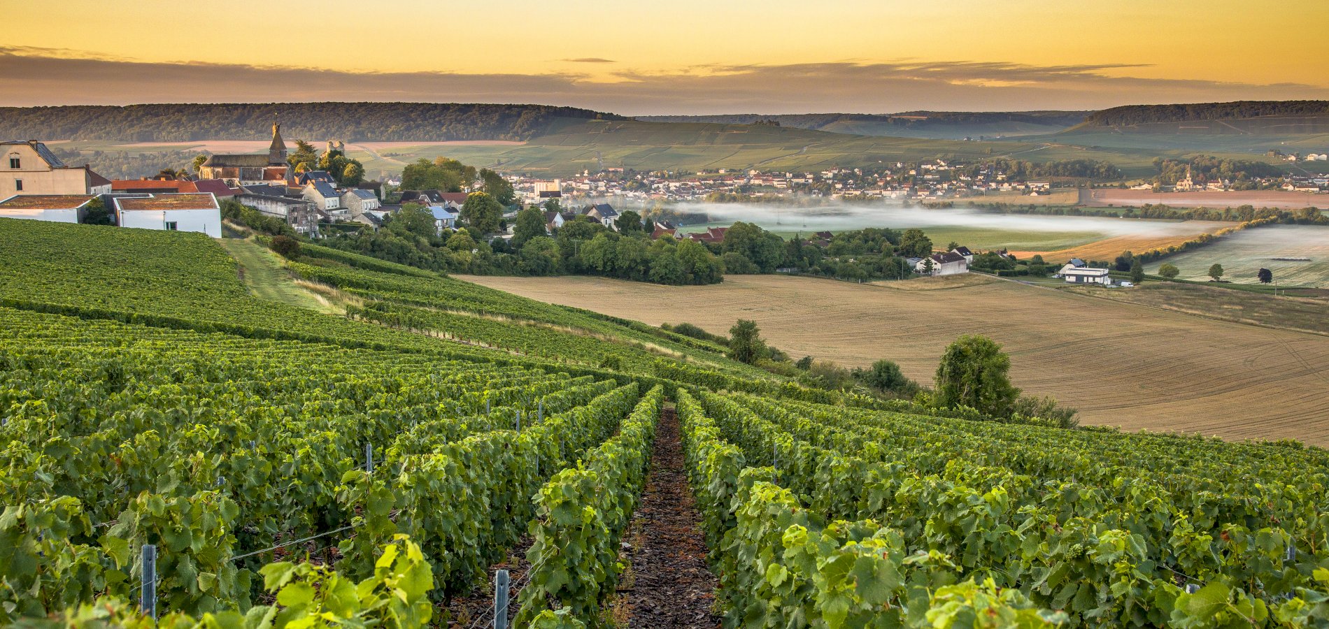 Ophorus Tours - A Private Champagne Escape from Paris: Reims, Epernay, Hautvillers & Tastings