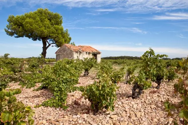 Explore Rhône Valley Wines: Private Tour from Avignon to Châteauneuf-du-Pape