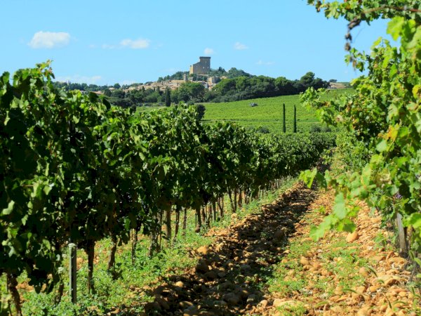 Ophorus Tours - Explore Rhône Valley Wines: Private Tour from Avignon to Châteauneuf-du-Pape