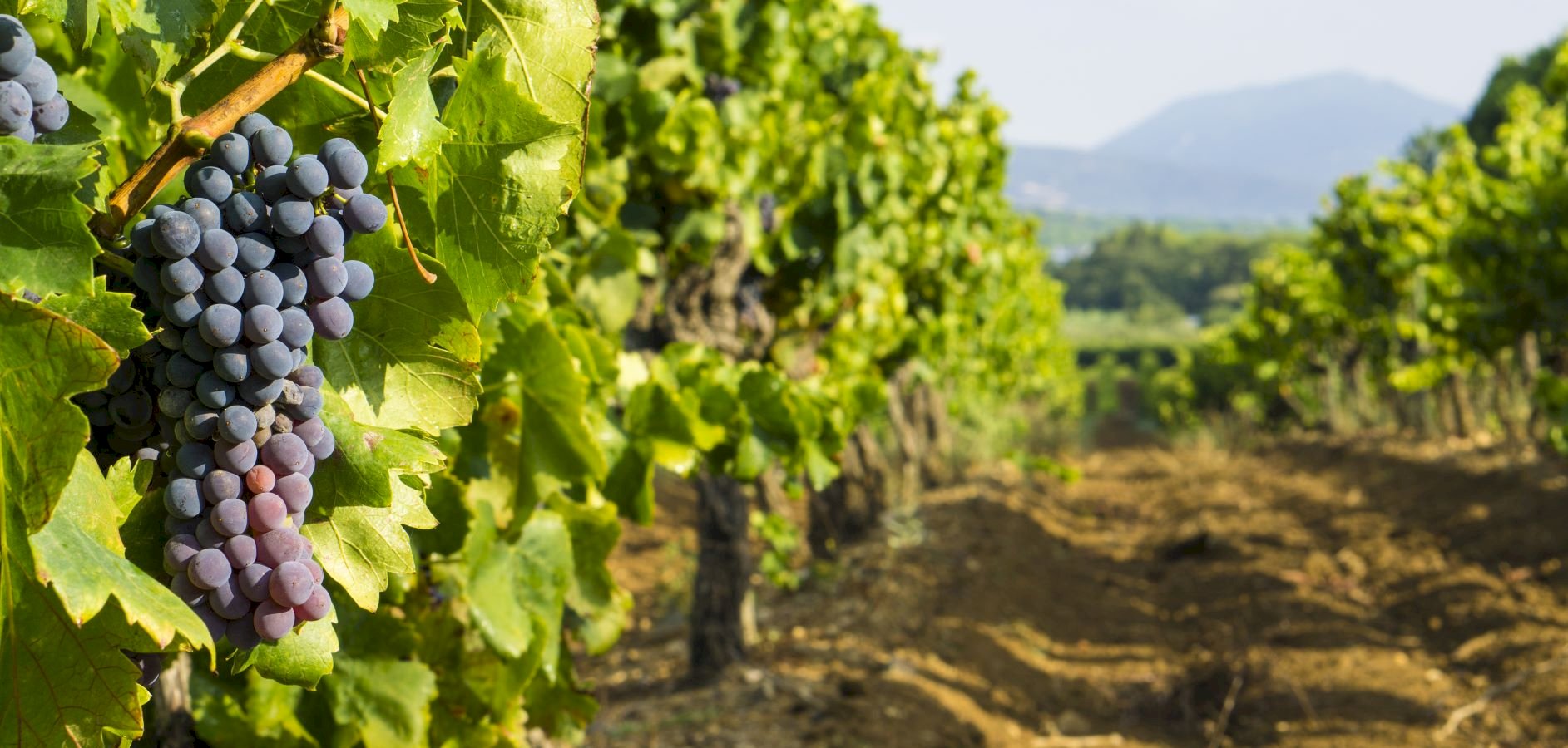 Ophorus Tours - Private Wine Tour from Aix-en-Provence: A Personalized Vineyard Visit