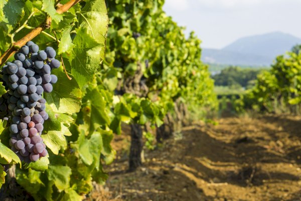 Ophorus Tours - Private Wine Tour from Aix-en-Provence: A Personalized Vineyard Visit