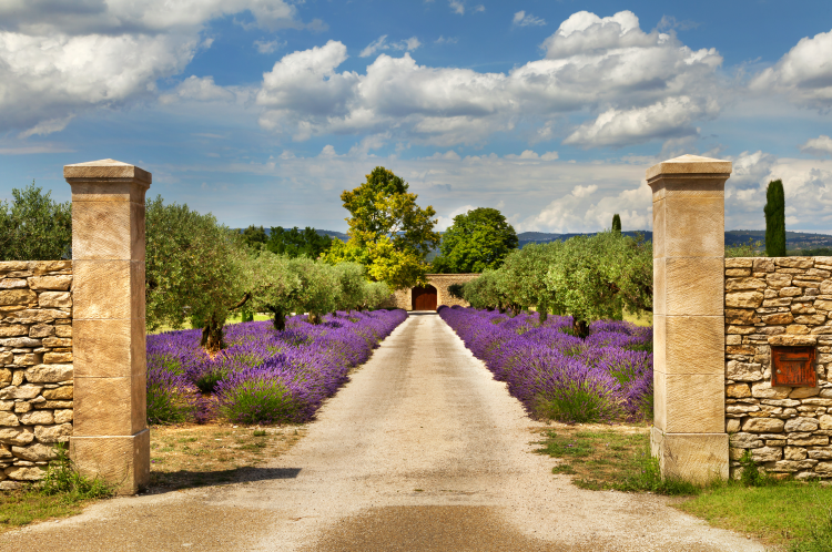 Ophorus Tours - Provence Wine Tour Private Half-Day from Aix-en-Provence