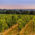 Morning Winery Visit and Tasting