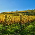 Afternoon Winery Visit and Tasting