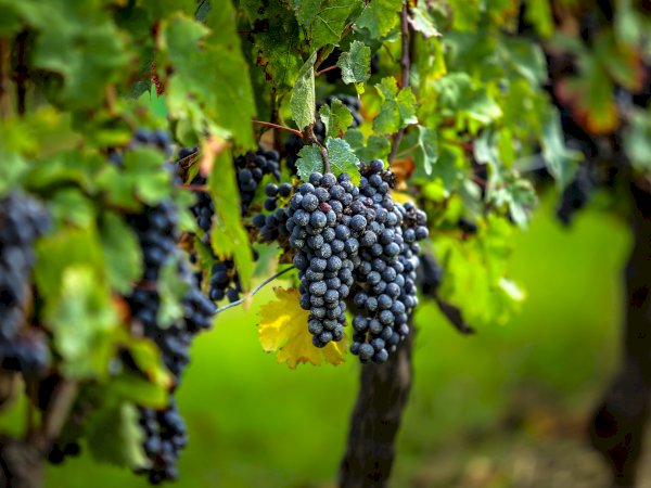 Ophorus Tours - La Rochelle Cruise Excursion Bordeaux Wine Tour
