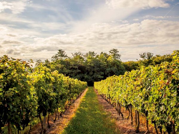 Ophorus Tours - La Rochelle Cruise Excursion Bordeaux Wine Tour