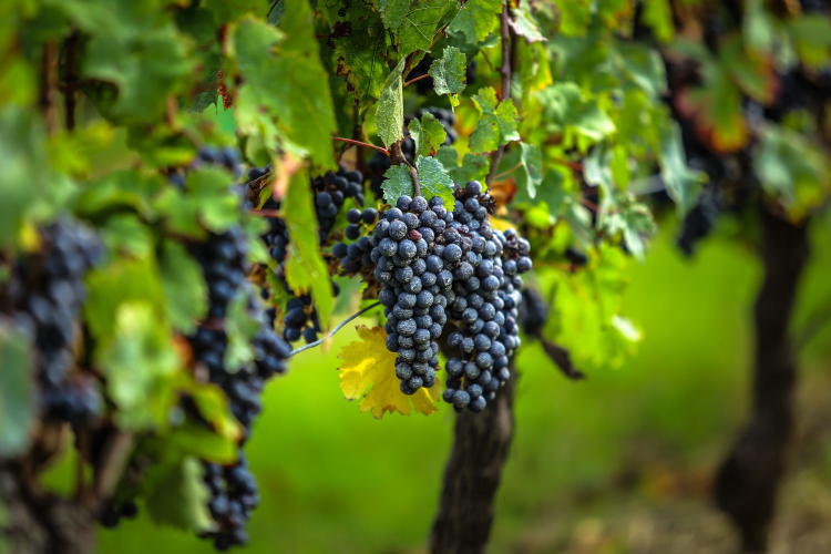 Ophorus Tours - La Rochelle Cruise Excursion Bordeaux Wine Tour