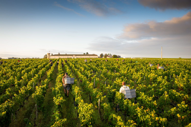 Ophorus Tours - La Rochelle Cruise Excursion Bordeaux Wine Tour