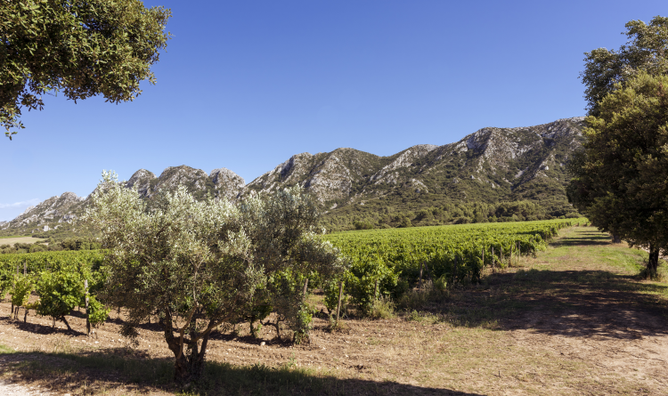 Ophorus Tours - Arles, Saint Rémy & Les Baux : A Cultural Tour in Provence