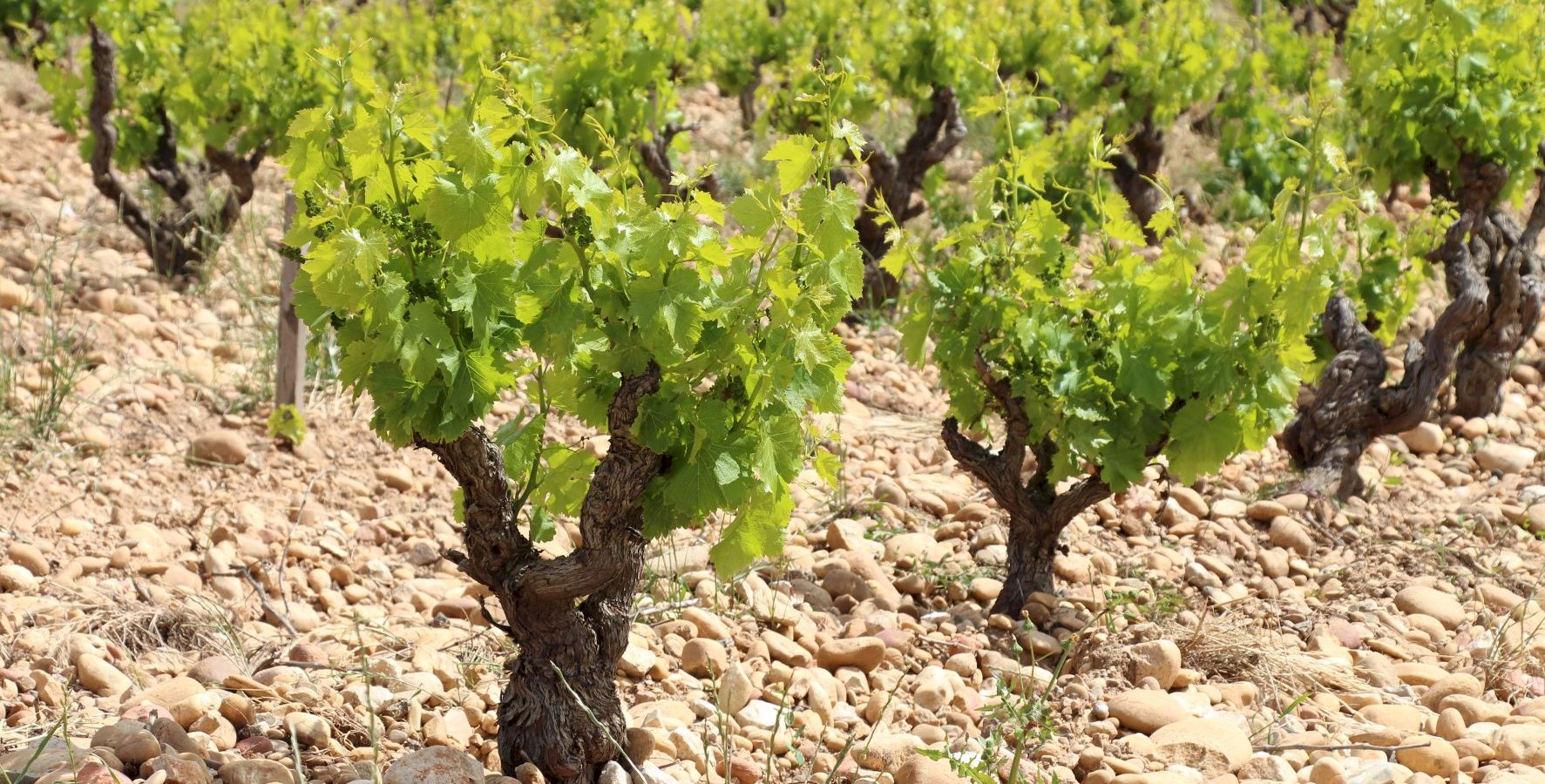 Ophorus Tours - Châteauneuf-du-Pape Wine Tour : A Vineyard Encounter