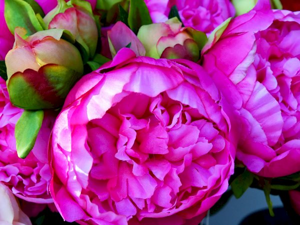 Ophorus Tours - Brushstrokes & Beauty: Private Giverny Gardens Shore Excursion from Rouen