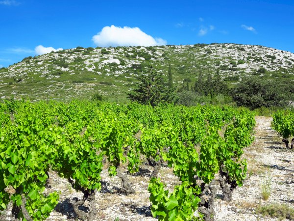 Ophorus Tours - From Port Vendres Port Languedoc Wine Tour Shore Excursion private