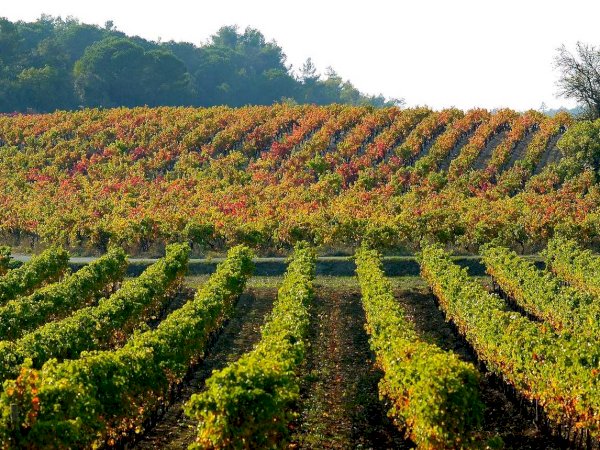 Ophorus Tours - From Port Vendres Port Languedoc Wine Tour Shore Excursion private