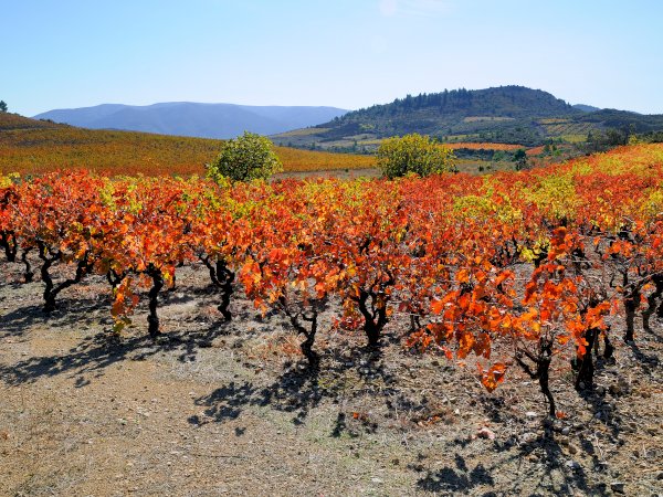 Ophorus Tours - From Port Vendres Port Languedoc Wine Tour Shore Excursion private