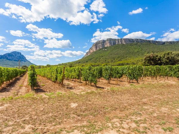 Ophorus Tours - From Sète Port Walking Tour, Oyster tasting & Languedoc wines private