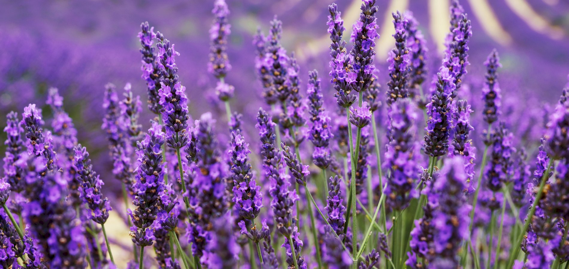 Ophorus Tours - Valensole's Lavender Fields of Provence: A Fragrant Private Escape