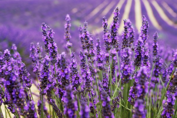 Ophorus Tours - Valensole's Lavender Fields of Provence: A Fragrant Private Escape