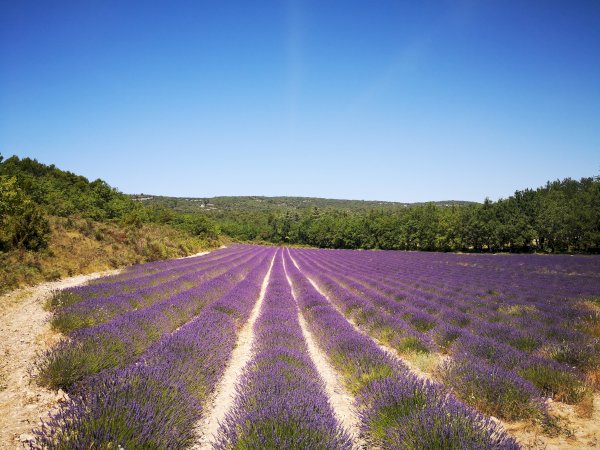 Ophorus Tours - Valensole's Lavender Fields of Provence: A Fragrant Private Escape