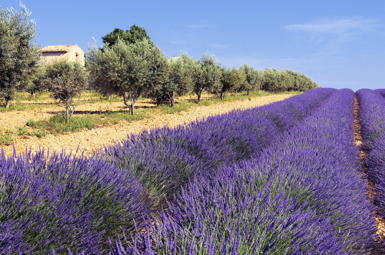 Ophorus Tours - Lavender Fields Private Half-Day Tour from Aix-en-Provence