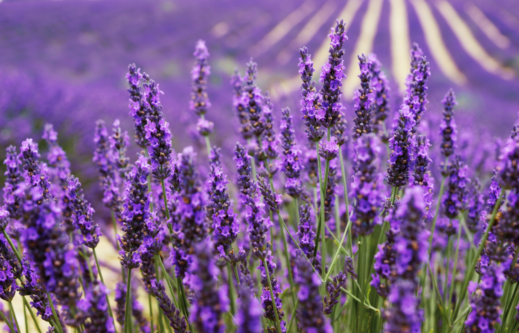 Ophorus Tours - Lavender Fields Private Half-Day Tour from Aix-en-Provence