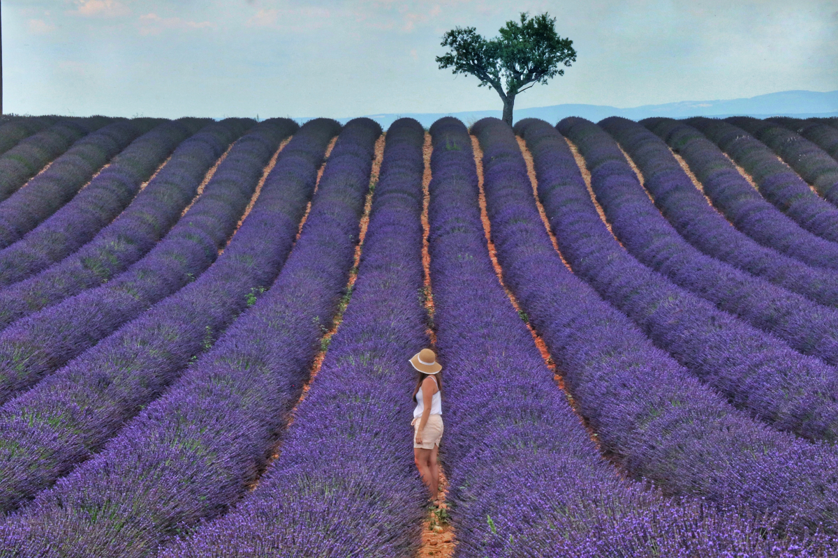 Ophorus Tours - Lavender Fields Private Half-Day Tour from Aix-en-Provence
