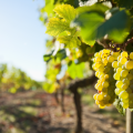 Winery Visit